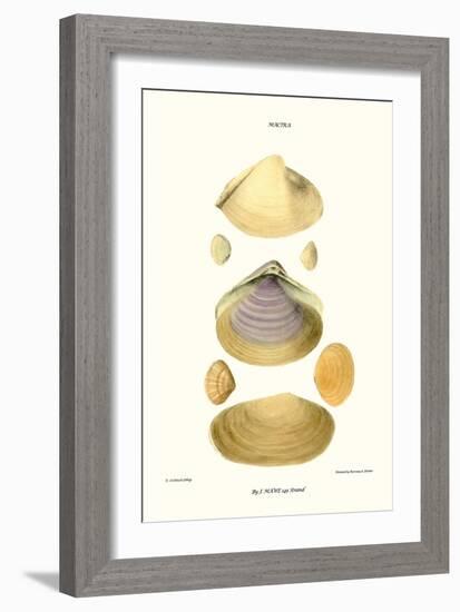 Trough Shells-John Mawe-Framed Art Print
