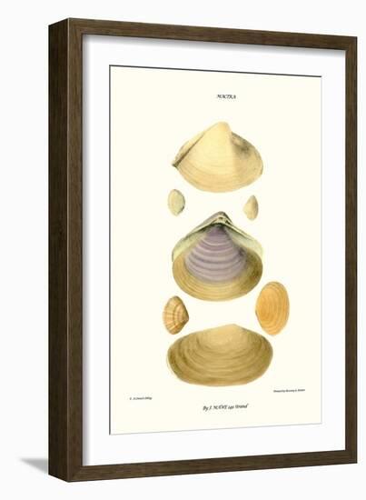 Trough Shells-John Mawe-Framed Art Print