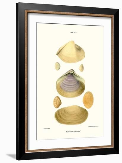 Trough Shells-John Mawe-Framed Art Print