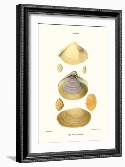 Trough Shells-John Mawe-Framed Art Print