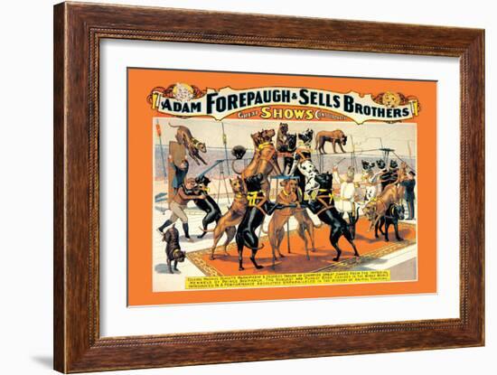 Troupe of Champion Great Danes: Adam Forepaugh and Sells Brothers-null-Framed Art Print