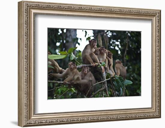 Troupe of Stump-Tailed Macaques (Macaca Arctoices)-Craig Lovell-Framed Photographic Print