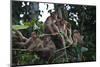 Troupe of Stump-Tailed Macaques (Macaca Arctoices)-Craig Lovell-Mounted Photographic Print