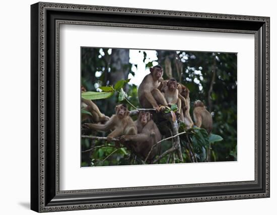 Troupe of Stump-Tailed Macaques (Macaca Arctoices)-Craig Lovell-Framed Photographic Print