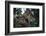 Troupe of Stump-Tailed Macaques (Macaca Arctoices)-Craig Lovell-Framed Photographic Print