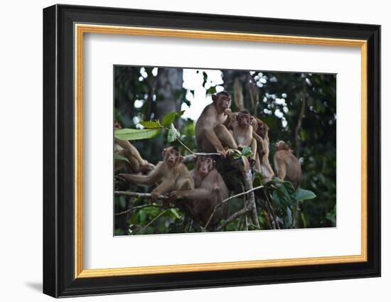 Troupe of Stump-Tailed Macaques (Macaca Arctoices)-Craig Lovell-Framed Photographic Print