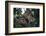 Troupe of Stump-Tailed Macaques (Macaca Arctoices)-Craig Lovell-Framed Photographic Print