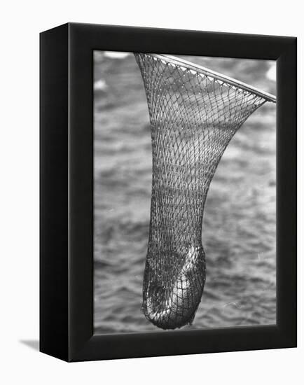 Trout Caught in a Net-Carl Mydans-Framed Premier Image Canvas