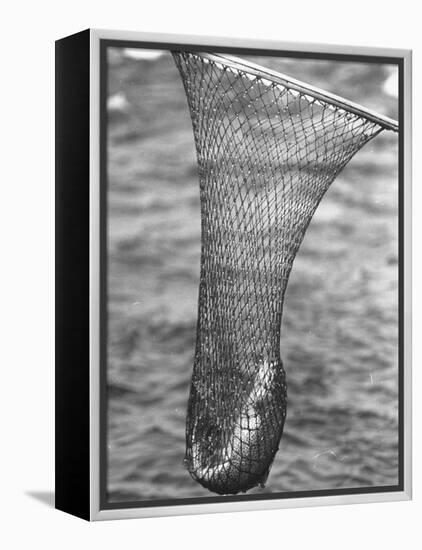 Trout Caught in a Net-Carl Mydans-Framed Premier Image Canvas