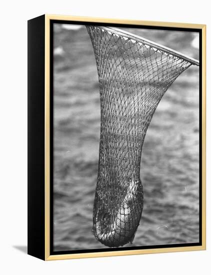 Trout Caught in a Net-Carl Mydans-Framed Premier Image Canvas