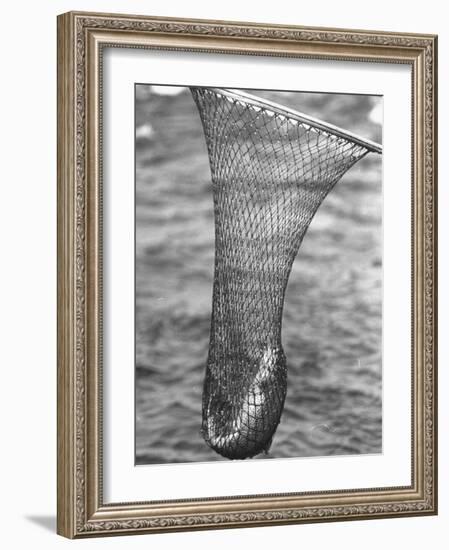 Trout Caught in a Net-Carl Mydans-Framed Photographic Print