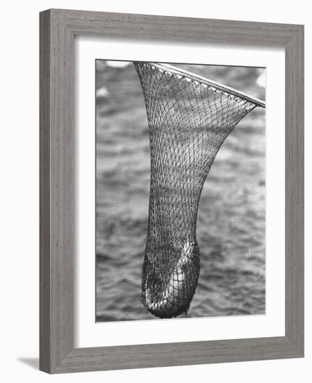 Trout Caught in a Net-Carl Mydans-Framed Photographic Print