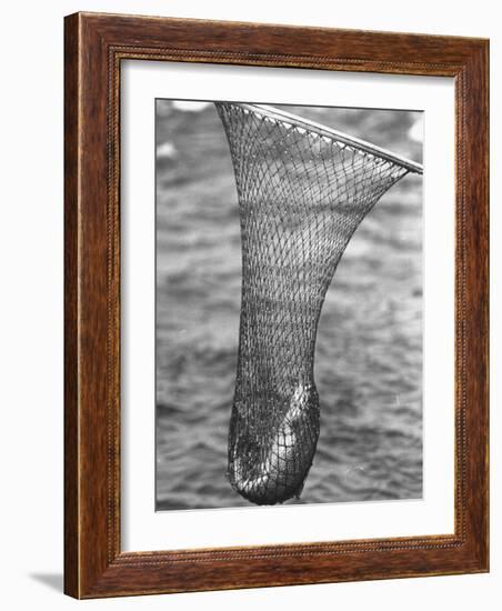 Trout Caught in a Net-Carl Mydans-Framed Photographic Print