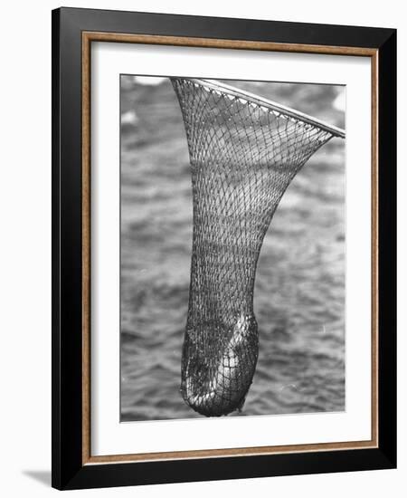 Trout Caught in a Net-Carl Mydans-Framed Photographic Print