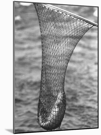 Trout Caught in a Net-Carl Mydans-Mounted Photographic Print