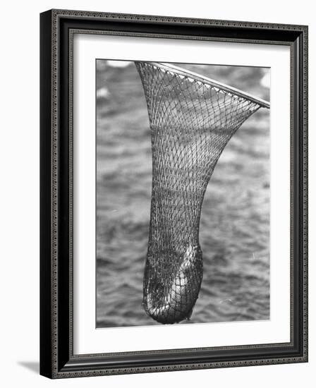 Trout Caught in a Net-Carl Mydans-Framed Photographic Print