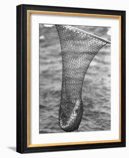 Trout Caught in a Net-Carl Mydans-Framed Photographic Print