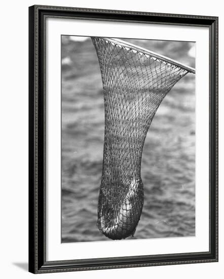 Trout Caught in a Net-Carl Mydans-Framed Photographic Print