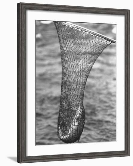 Trout Caught in a Net-Carl Mydans-Framed Photographic Print