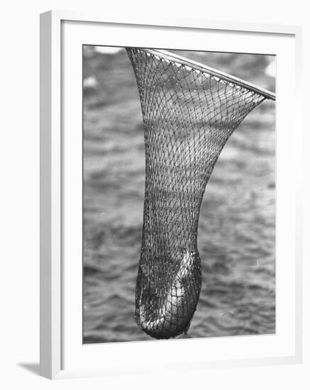 Trout Caught in a Net-Carl Mydans-Framed Photographic Print