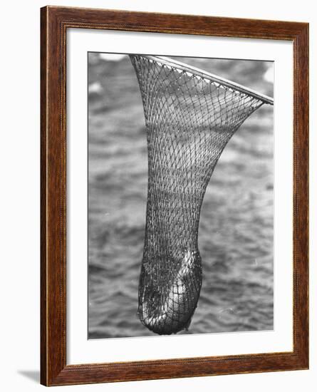 Trout Caught in a Net-Carl Mydans-Framed Photographic Print