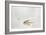 Trout Chasing a Fisherman's Fly (1991)-Lou Gibbs-Framed Giclee Print