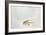 Trout Chasing a Fisherman's Fly (1991)-Lou Gibbs-Framed Giclee Print