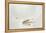 Trout Chasing a Fisherman's Fly (1991)-Lou Gibbs-Framed Premier Image Canvas