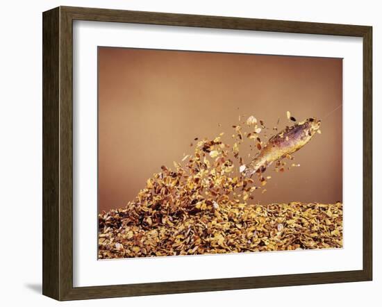 Trout Flying Out of Bed of Almonds in Preparation For Trout Amandine-John Dominis-Framed Photographic Print