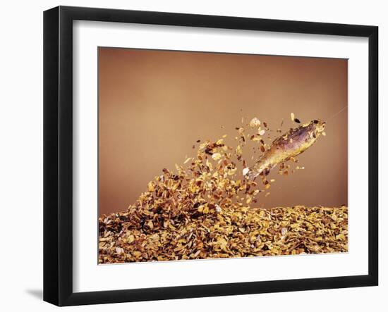 Trout Flying Out of Bed of Almonds in Preparation For Trout Amandine-John Dominis-Framed Photographic Print