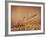 Trout Flying Out of Bed of Almonds in Preparation For Trout Amandine-John Dominis-Framed Photographic Print