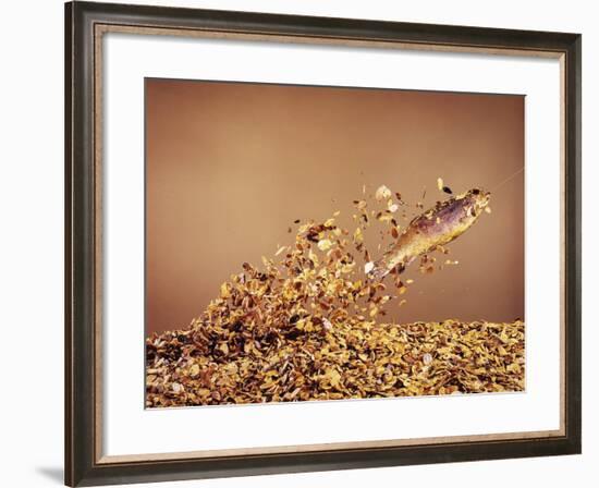 Trout Flying Out of Bed of Almonds in Preparation For Trout Amandine-John Dominis-Framed Photographic Print