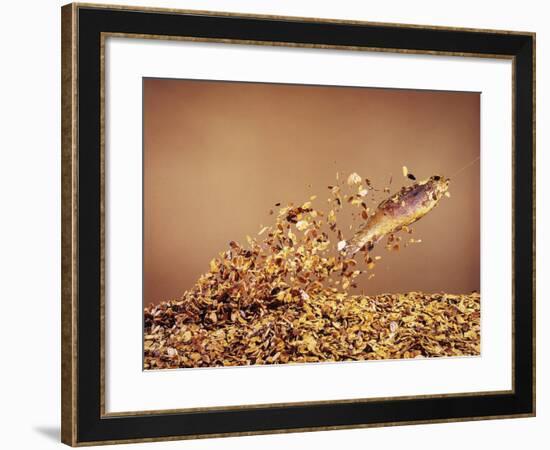 Trout Flying Out of Bed of Almonds in Preparation For Trout Amandine-John Dominis-Framed Photographic Print