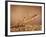 Trout Flying Out of Bed of Almonds in Preparation For Trout Amandine-John Dominis-Framed Photographic Print