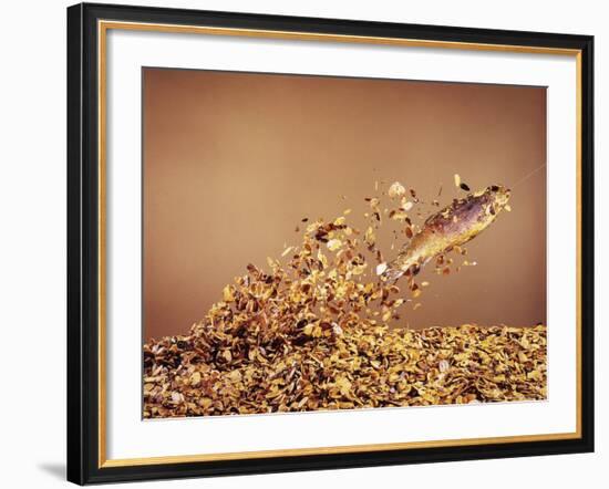 Trout Flying Out of Bed of Almonds in Preparation For Trout Amandine-John Dominis-Framed Photographic Print