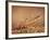 Trout Flying Out of Bed of Almonds in Preparation For Trout Amandine-John Dominis-Framed Photographic Print