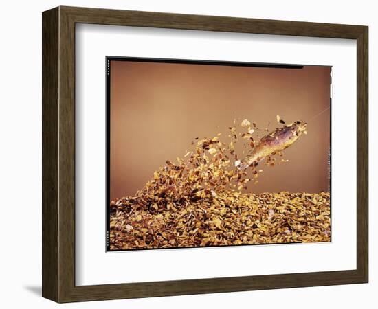 Trout Flying Out of Bed of Almonds in Preparation For Trout Amandine-John Dominis-Framed Photographic Print