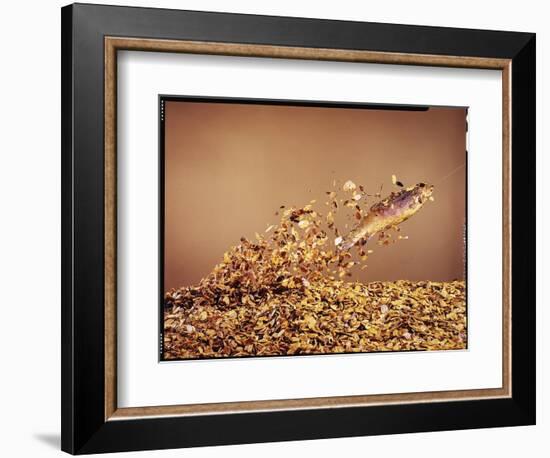 Trout Flying Out of Bed of Almonds in Preparation For Trout Amandine-John Dominis-Framed Photographic Print