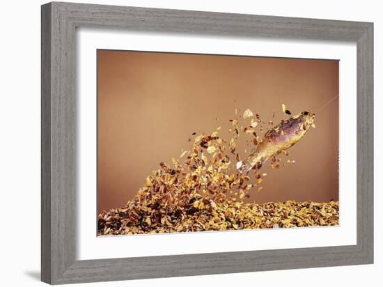 Trout Flying Out of Bed of Almonds in Preparation For Trout Amandine-John Dominis-Framed Giclee Print