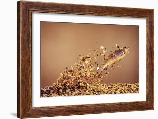 Trout Flying Out of Bed of Almonds in Preparation For Trout Amandine-John Dominis-Framed Giclee Print