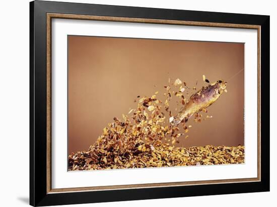 Trout Flying Out of Bed of Almonds in Preparation For Trout Amandine-John Dominis-Framed Giclee Print