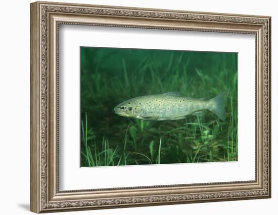 Trout (Salmo Trutta), Austria, Europe.-Reinhard Dirscherl-Framed Photographic Print