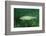 Trout (Salmo Trutta), Austria, Europe.-Reinhard Dirscherl-Framed Photographic Print