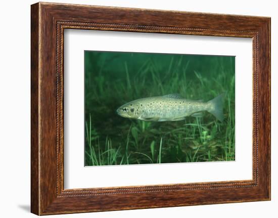 Trout (Salmo Trutta), Austria, Europe.-Reinhard Dirscherl-Framed Photographic Print