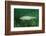 Trout (Salmo Trutta), Austria, Europe.-Reinhard Dirscherl-Framed Photographic Print