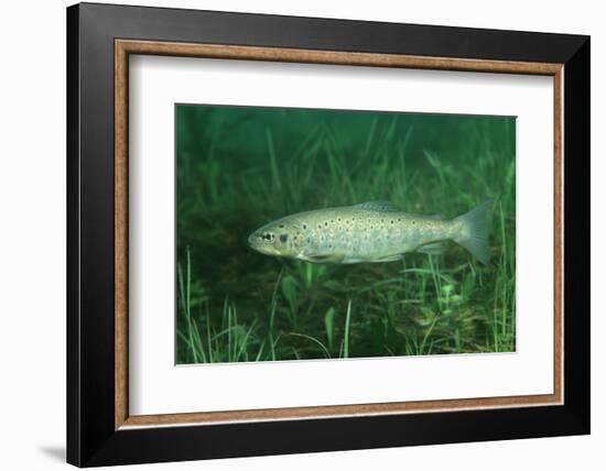 Trout (Salmo Trutta), Austria, Europe.-Reinhard Dirscherl-Framed Photographic Print