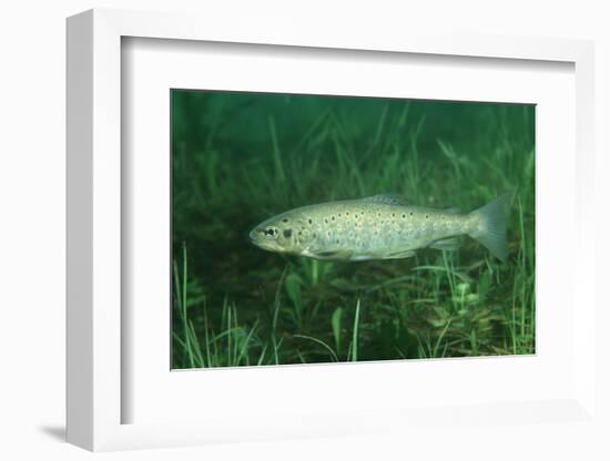 Trout (Salmo Trutta), Austria, Europe.-Reinhard Dirscherl-Framed Photographic Print