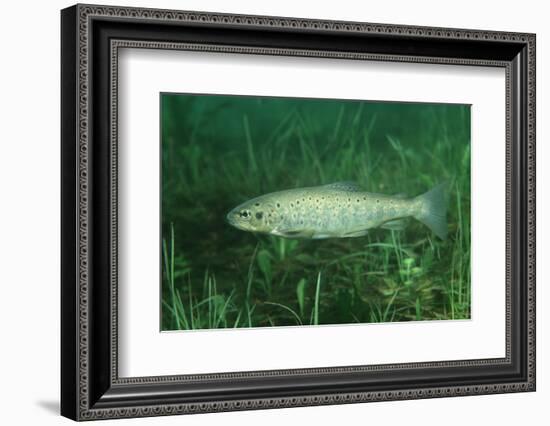 Trout (Salmo Trutta), Austria, Europe.-Reinhard Dirscherl-Framed Photographic Print