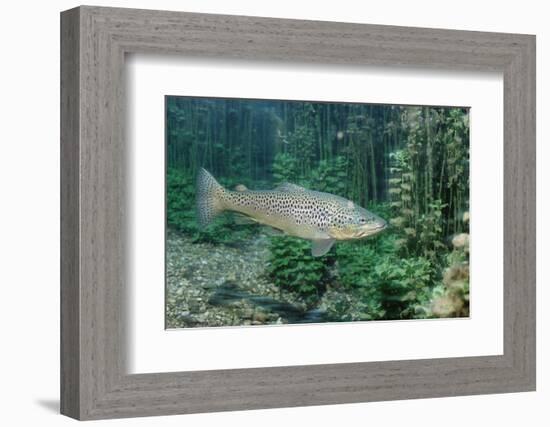 Trout (Salmo Trutta), Germany-Reinhard Dirscherl-Framed Photographic Print