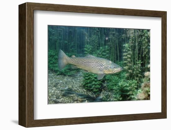 Trout (Salmo Trutta), Germany-Reinhard Dirscherl-Framed Photographic Print